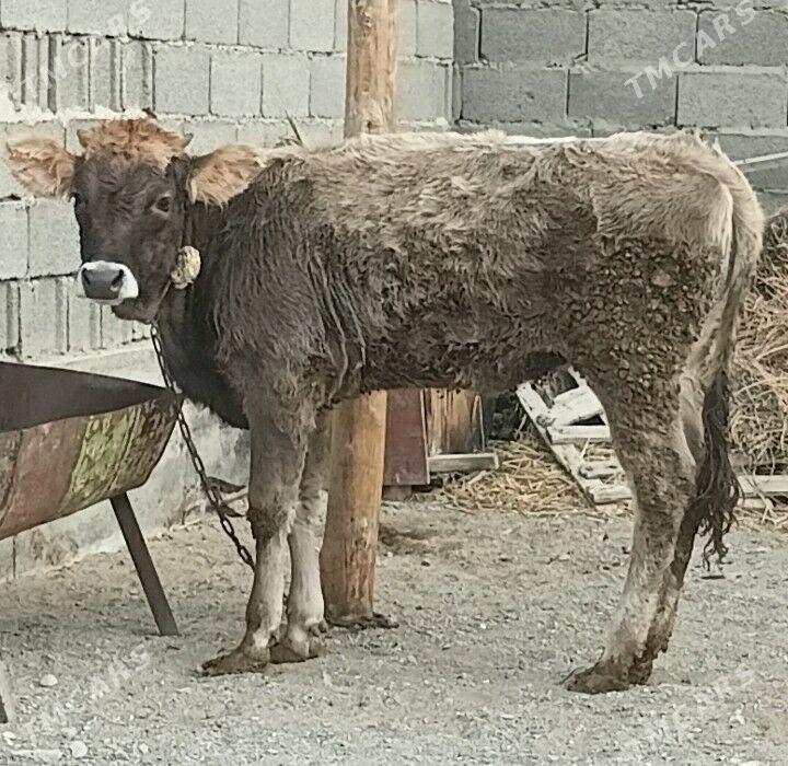 tuwe - Bäherden - img 1