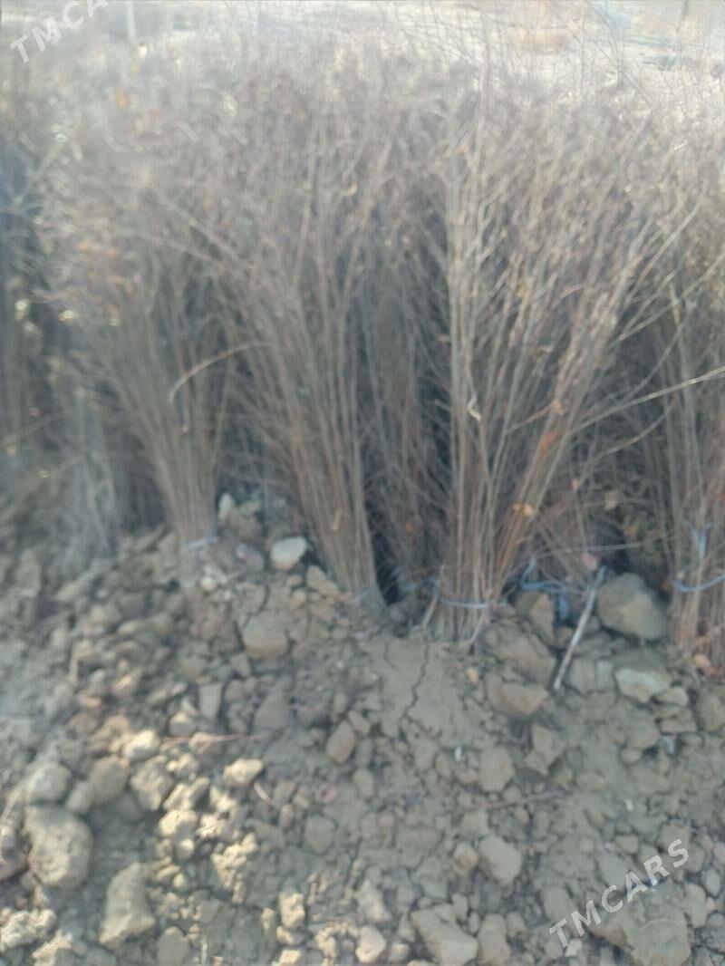 Гара агач нахалы - Кёпетдаг шаёлы - img 3