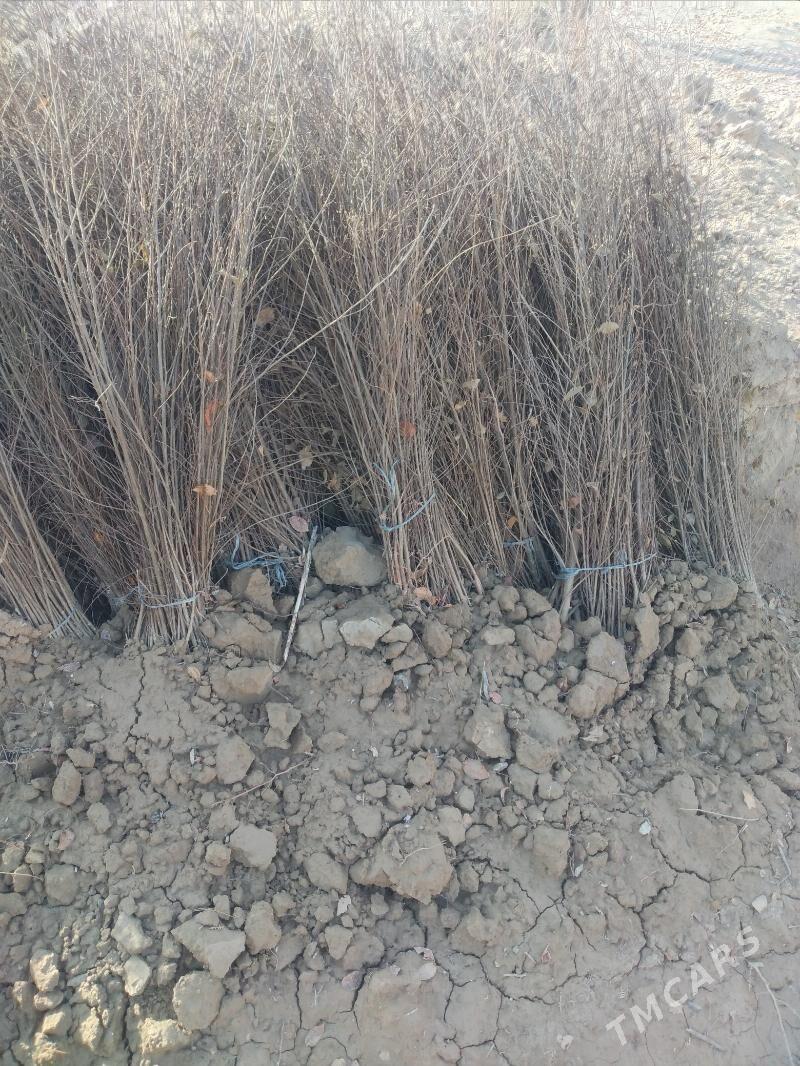 Гара агач нахалы - Кёпетдаг шаёлы - img 2