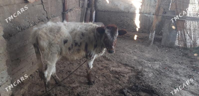 Tuwe - Ак-Бугдайский этрап - img 1