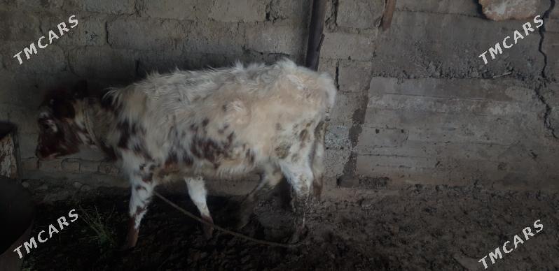 Tuwe - Ak bugdaý etraby - img 2