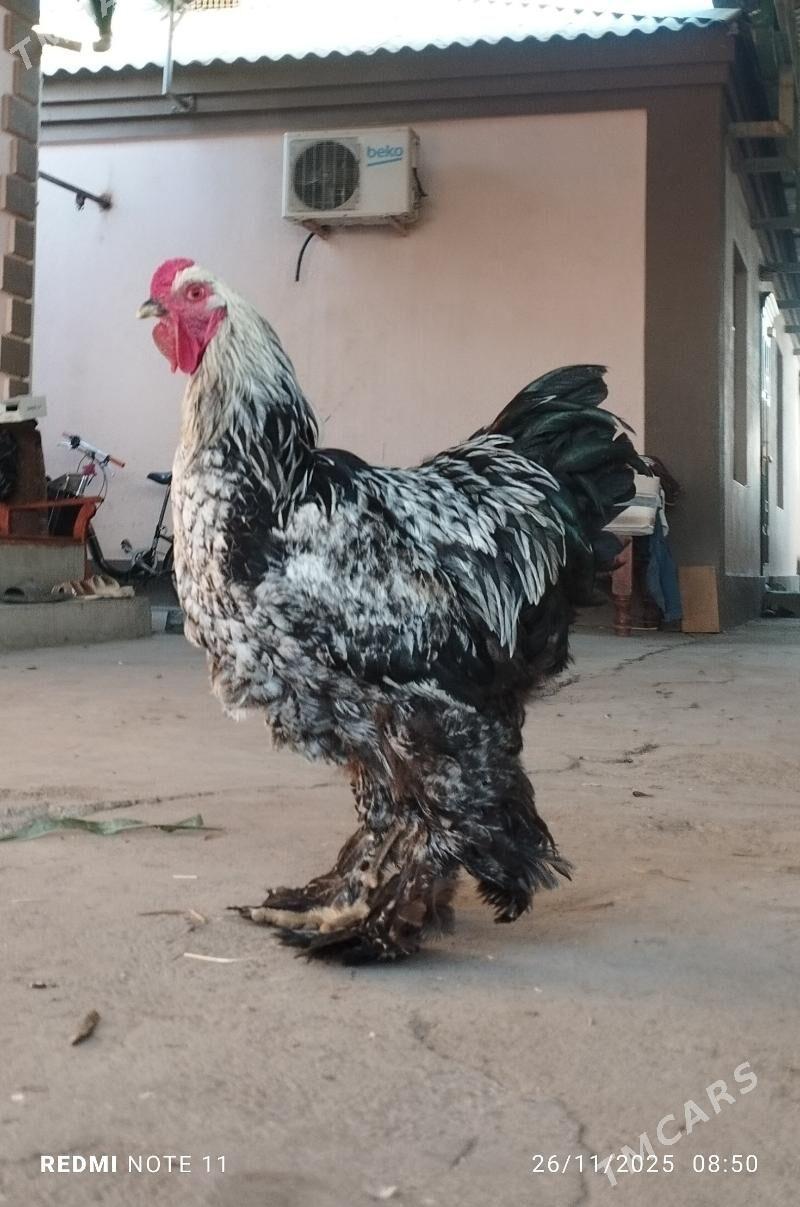 Byrama - Ашхабад - img 3