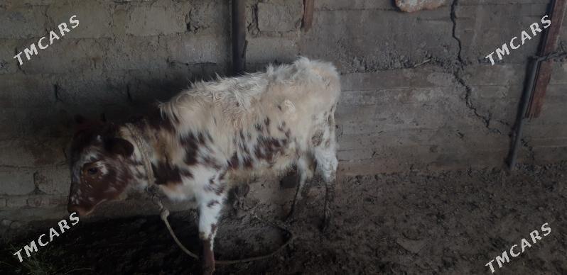 Tuwe - Ak bugdaý etraby - img 3