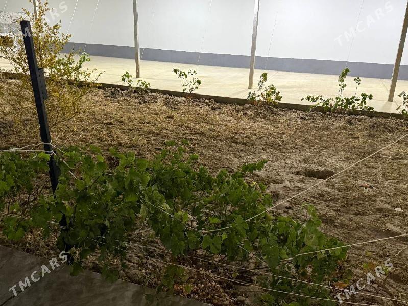 Jay - Дашогуз - img 8