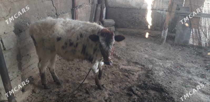 Tuwe - Ak bugdaý etraby - img 4