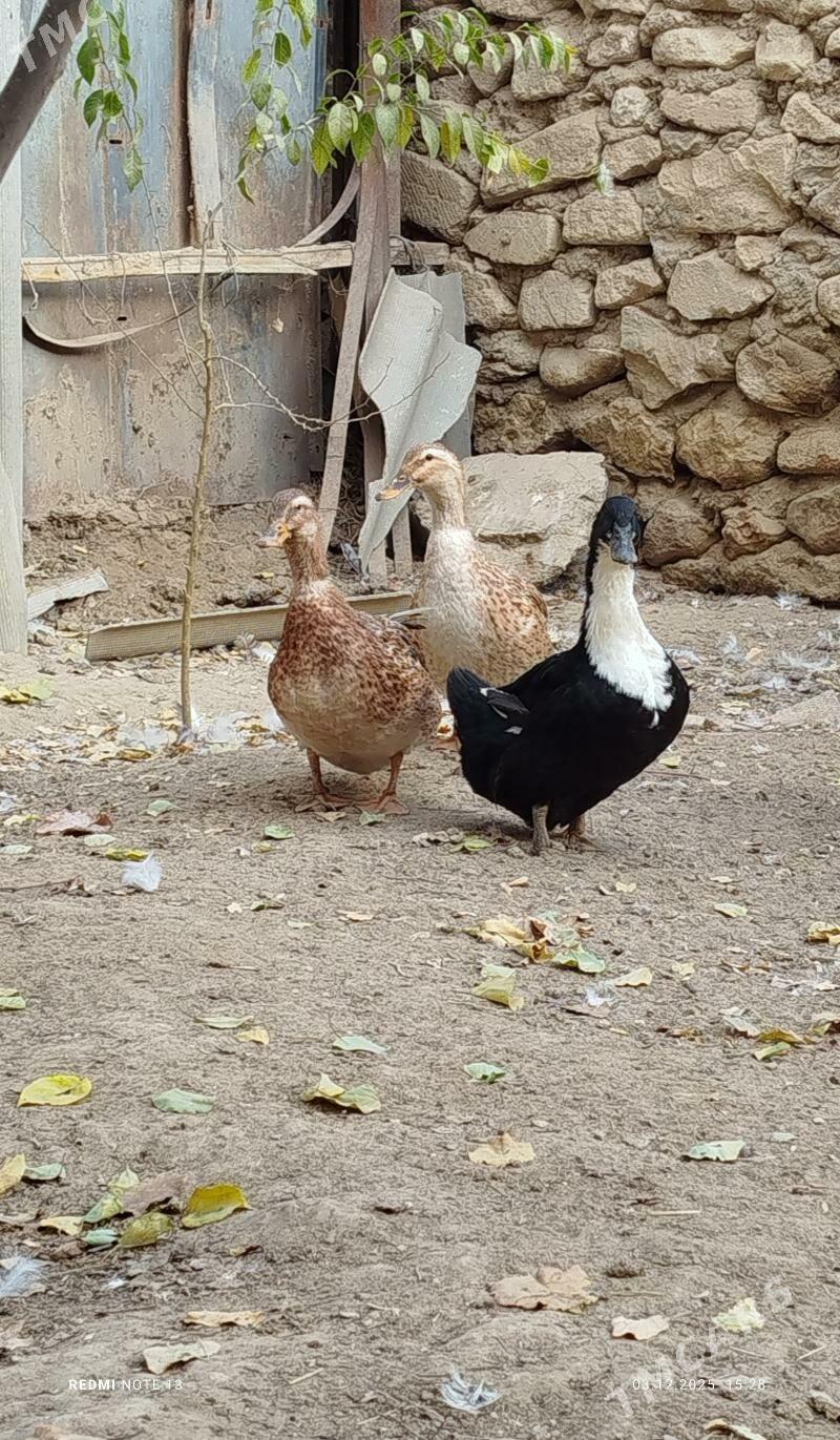 ordek gak - Джебел - img 2