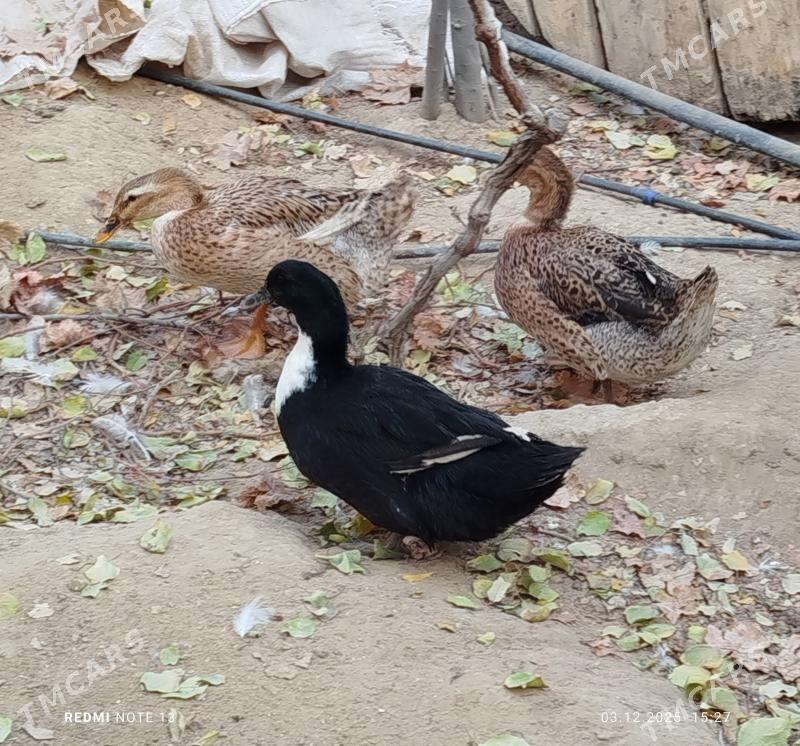 ordek gak - Джебел - img 1