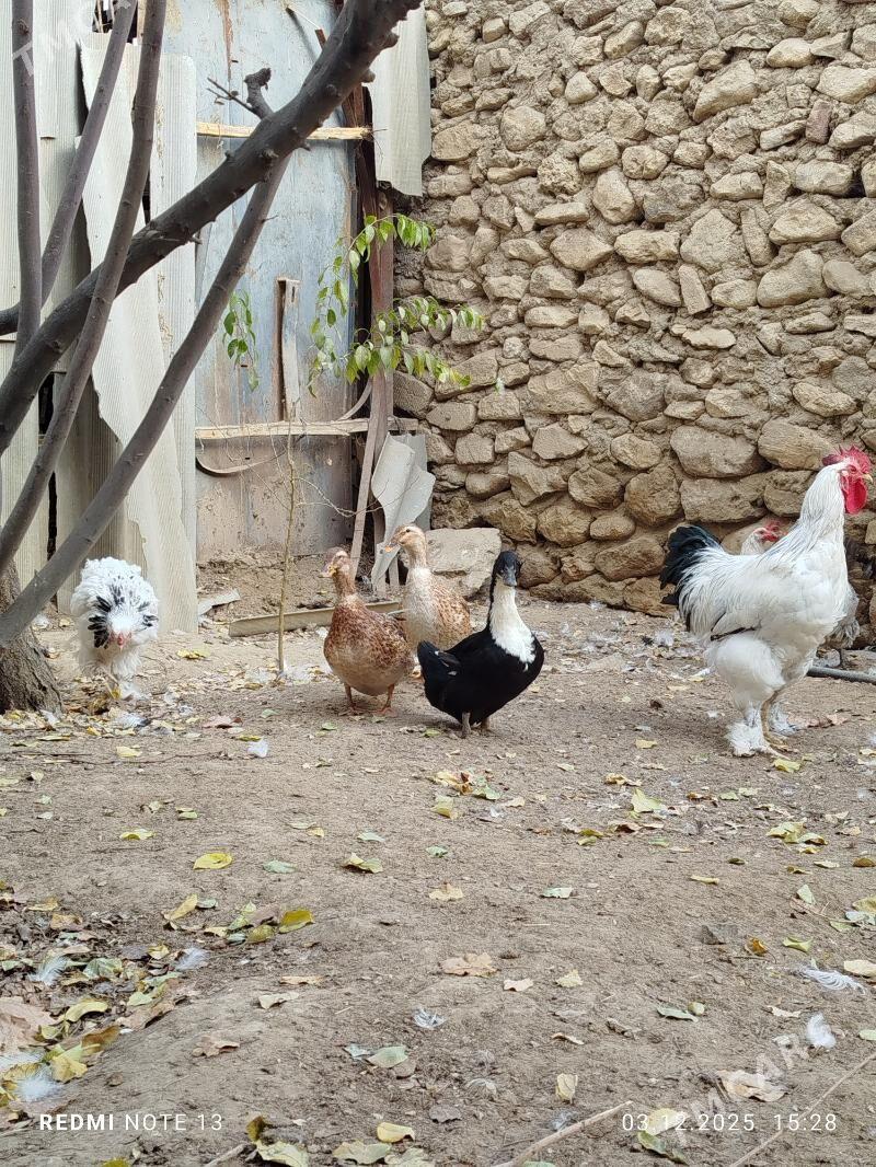 ordek gak - Джебел - img 3