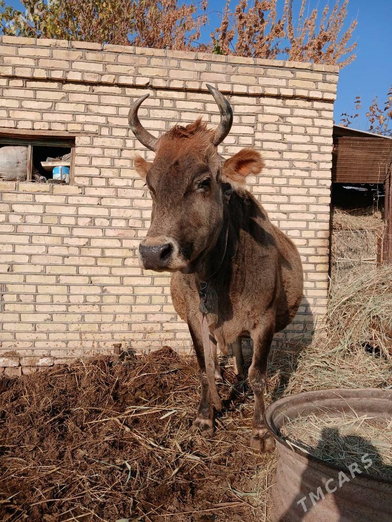 sygyr - Murgap - img 5