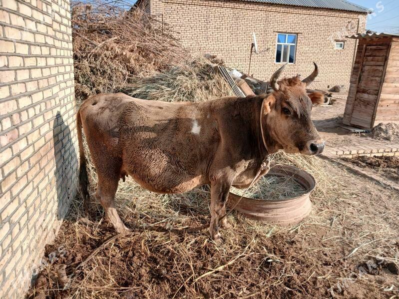 sygyr - Murgap - img 2