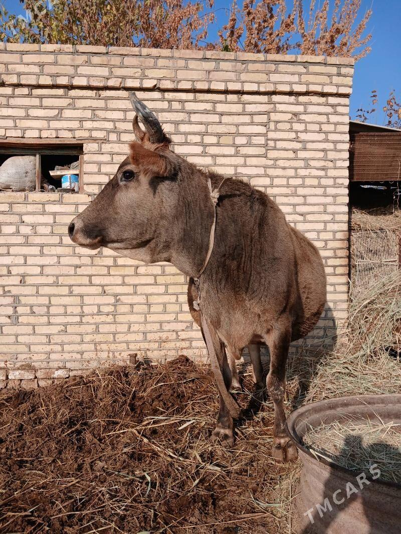 sygyr - Murgap - img 4