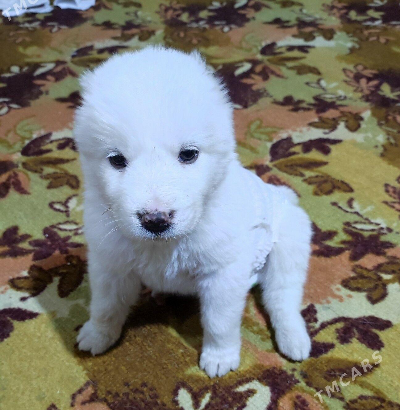 щеноксобака,щенок - Анев - img 2