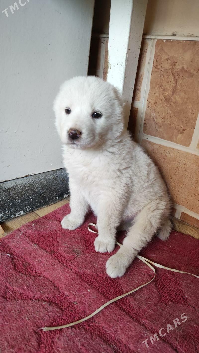 щеноксобака,щенок - Анев - img 3