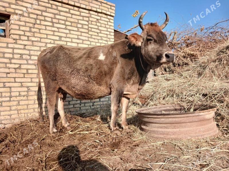 sygyr - Murgap - img 1