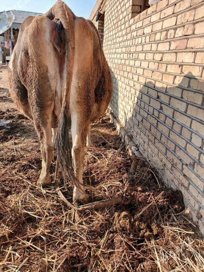 sygyr - Murgap - img 3