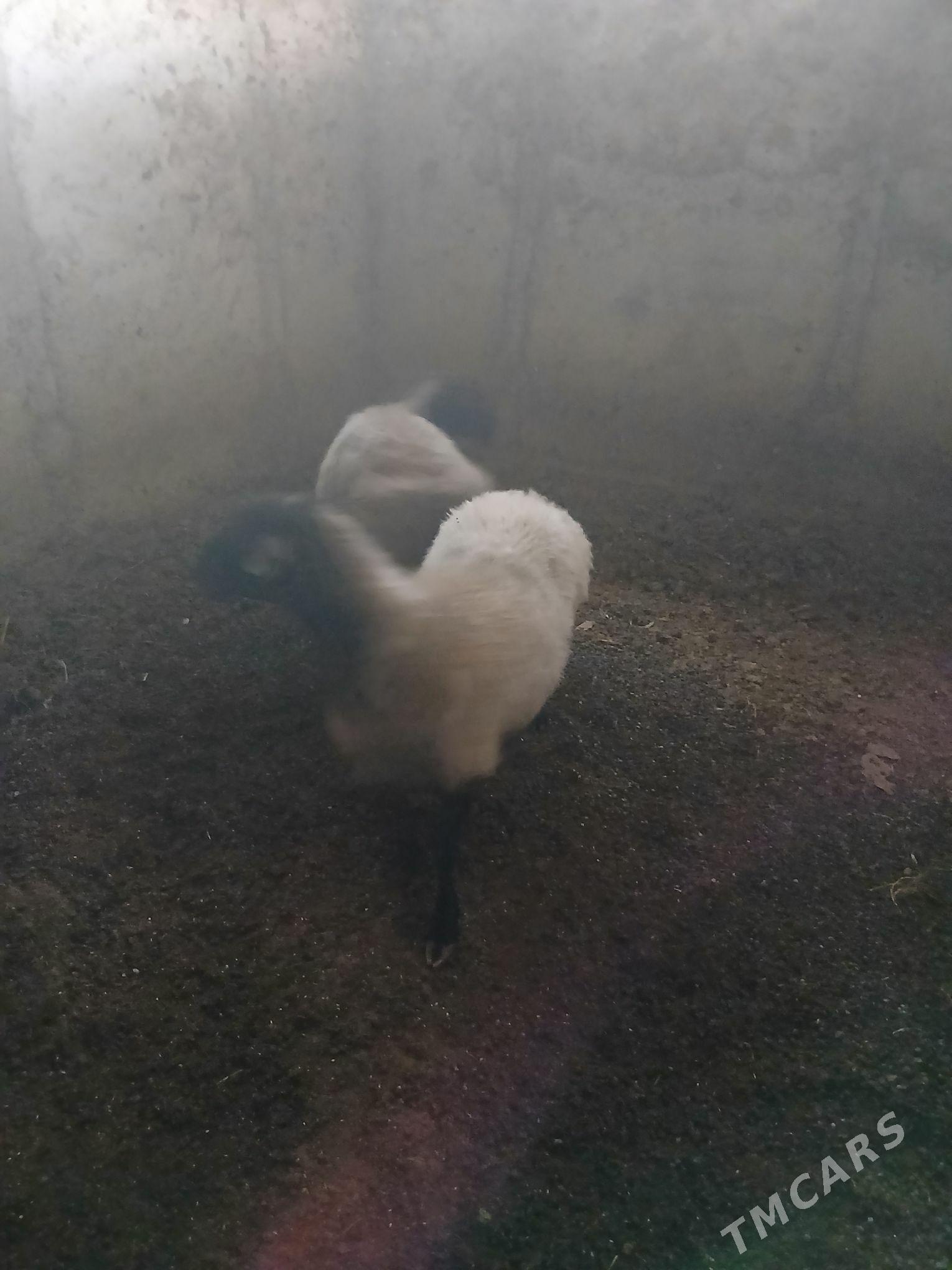 goyun - Gökdepe - img 2