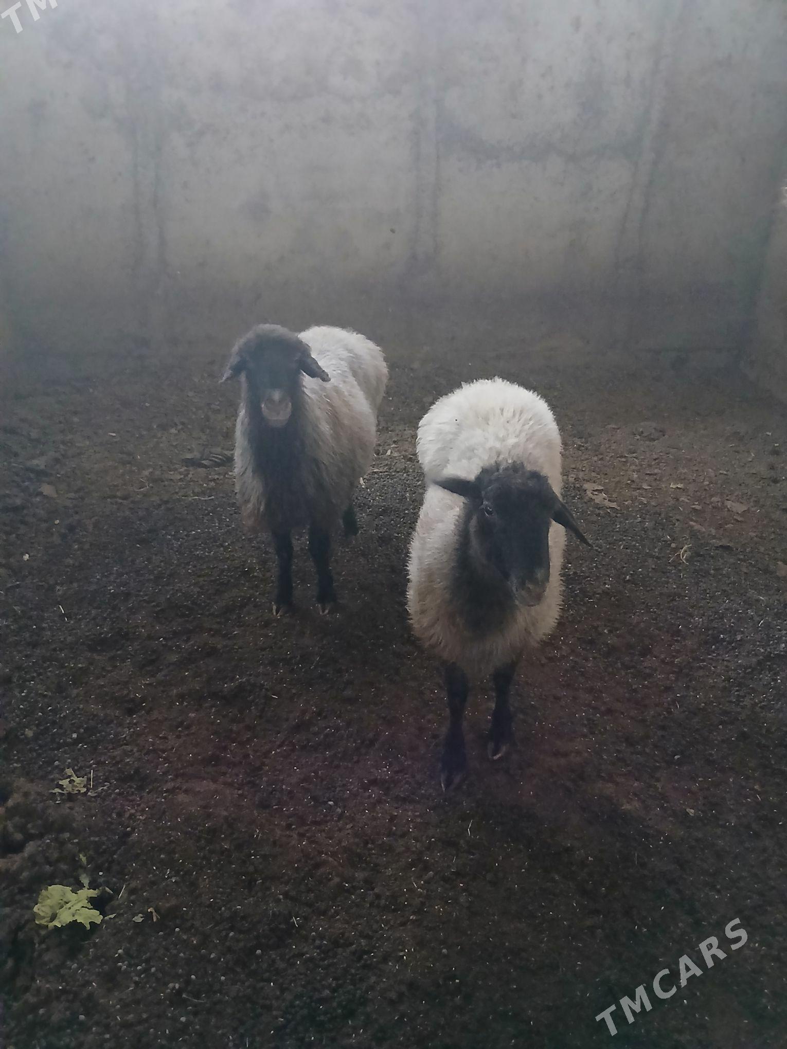 goyun - Gökdepe - img 1