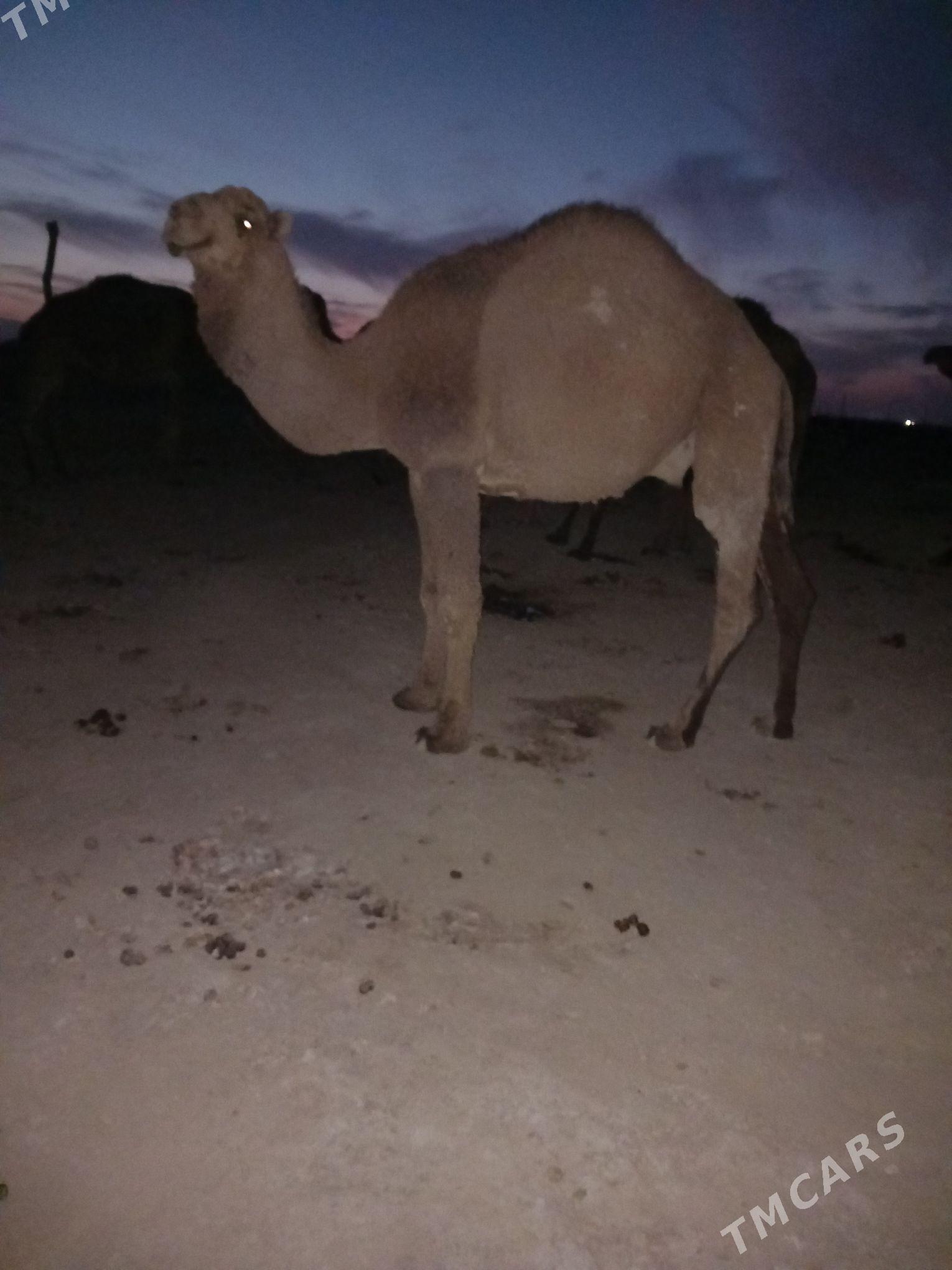 Duye - Кака - img 1