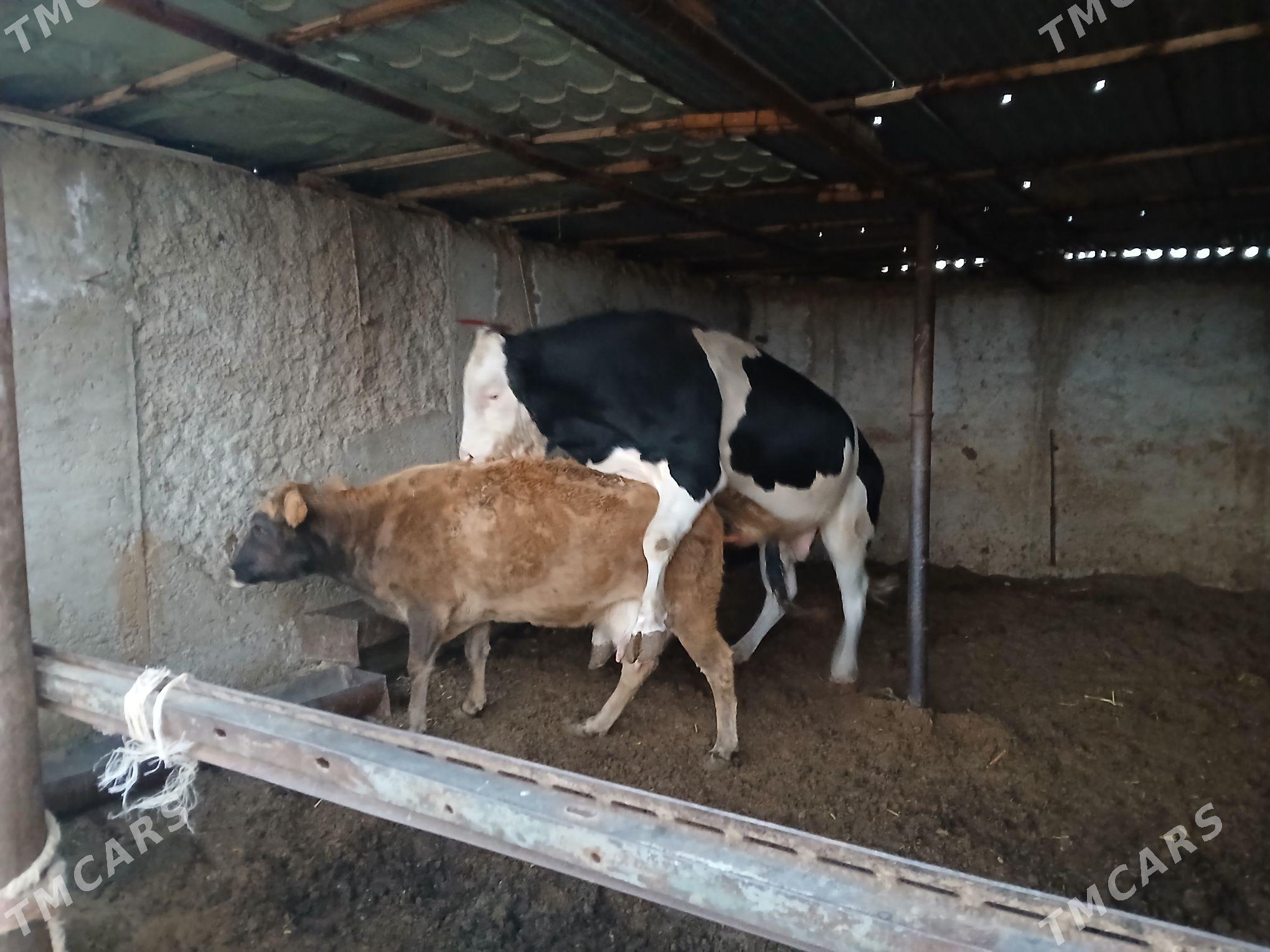 сагым сыгыр - Balkanabat - img 3