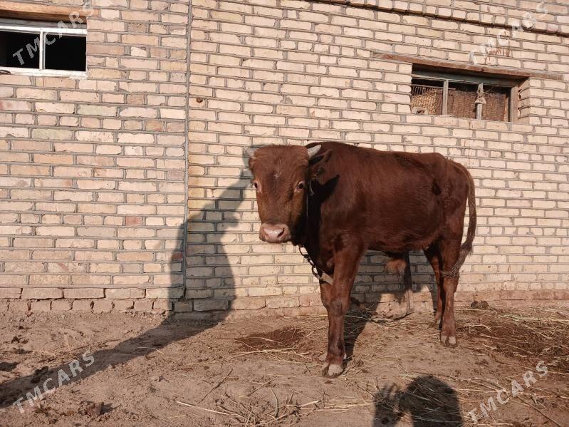 okuz - Murgap - img 1