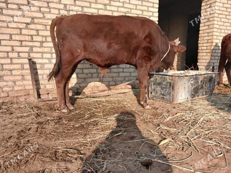 okuz - Мургап - img 5