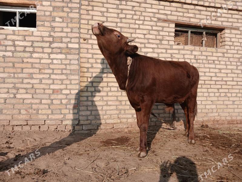 okuz - Мургап - img 2