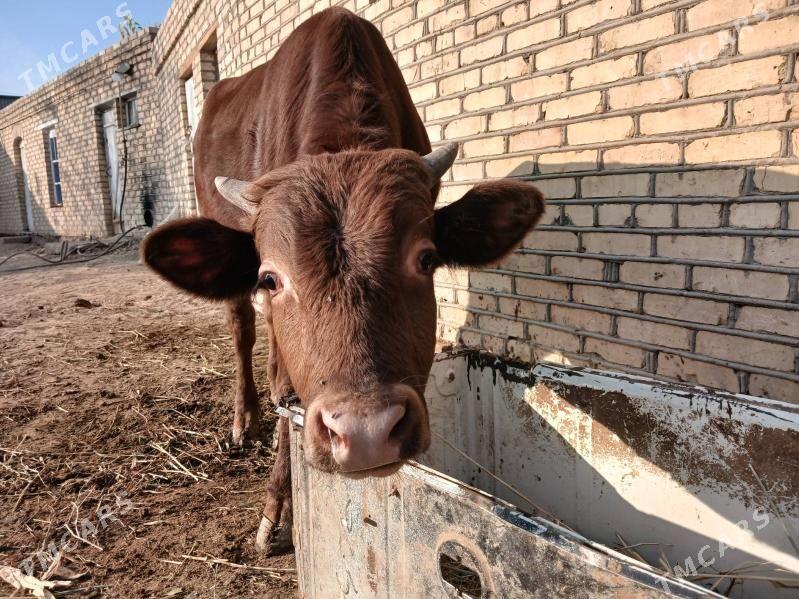 okuz - Мургап - img 4