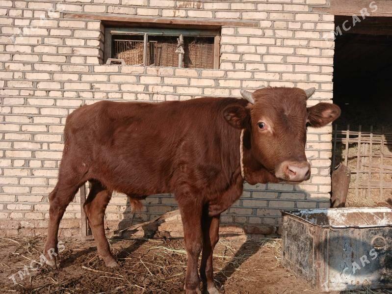 okuz - Мургап - img 3