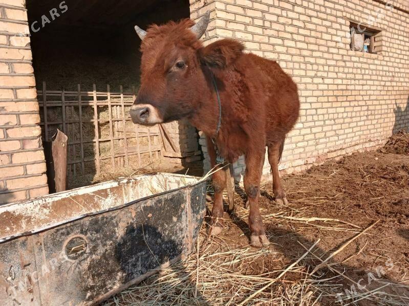 Okuz - Мургап - img 2