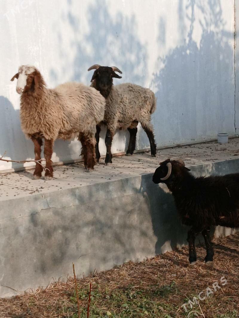 issek - Gökdepe - img 2