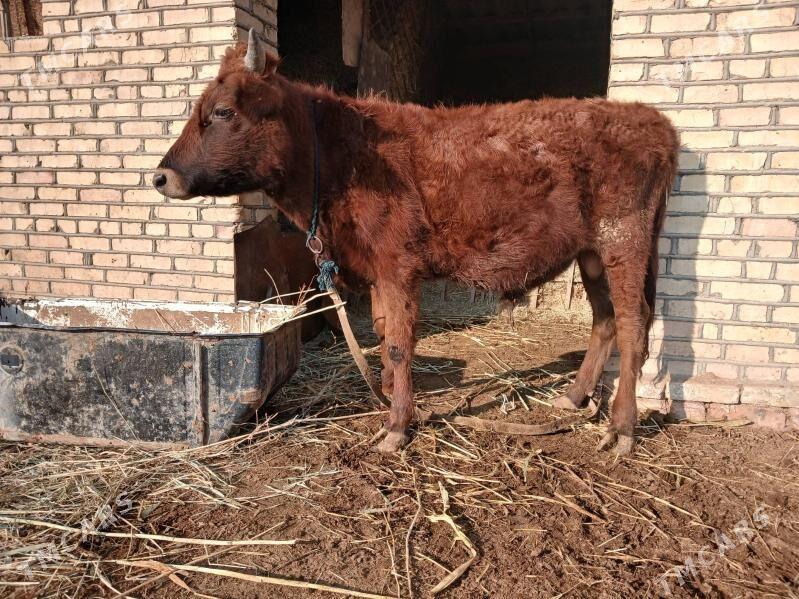 Okuz - Мургап - img 4