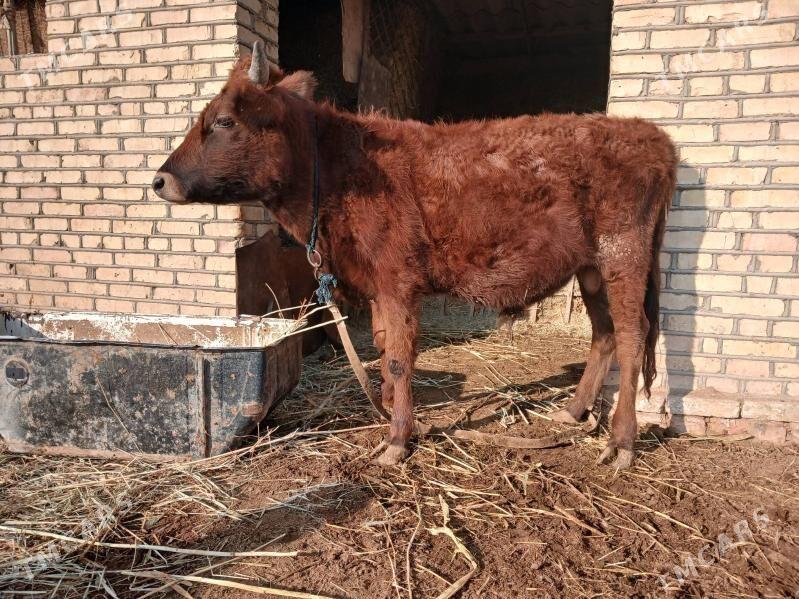 Okuz - Мургап - img 3