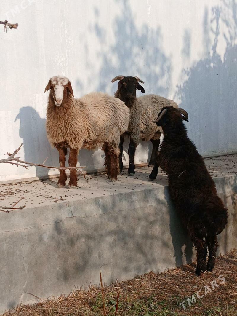 issek - Гёкдепе - img 1