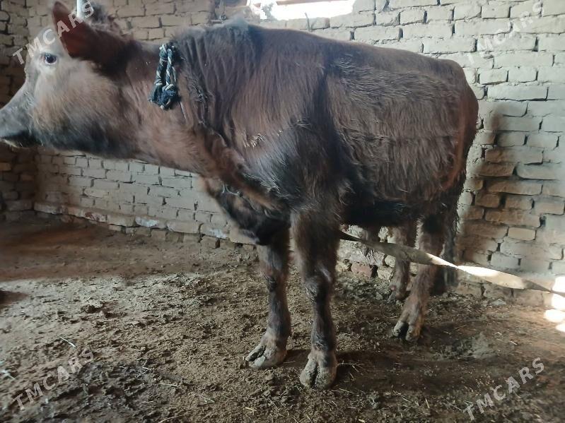 Öküz - Мургап - img 2