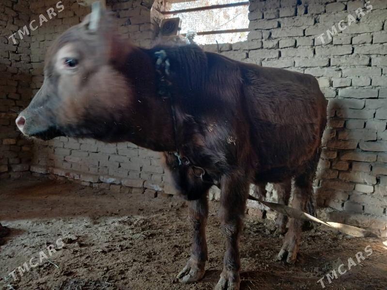 Öküz - Мургап - img 4