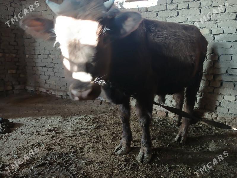 Öküz - Мургап - img 3