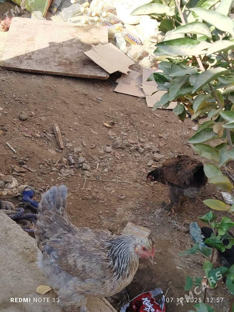 Tovuk - Джебел - img 3