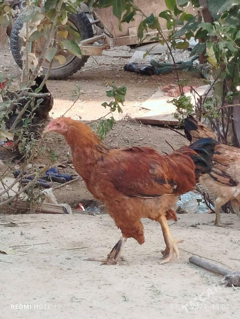 Tovuk - Джебел - img 1