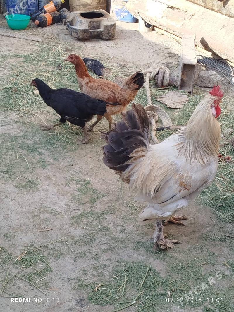 Tovuk - Джебел - img 2