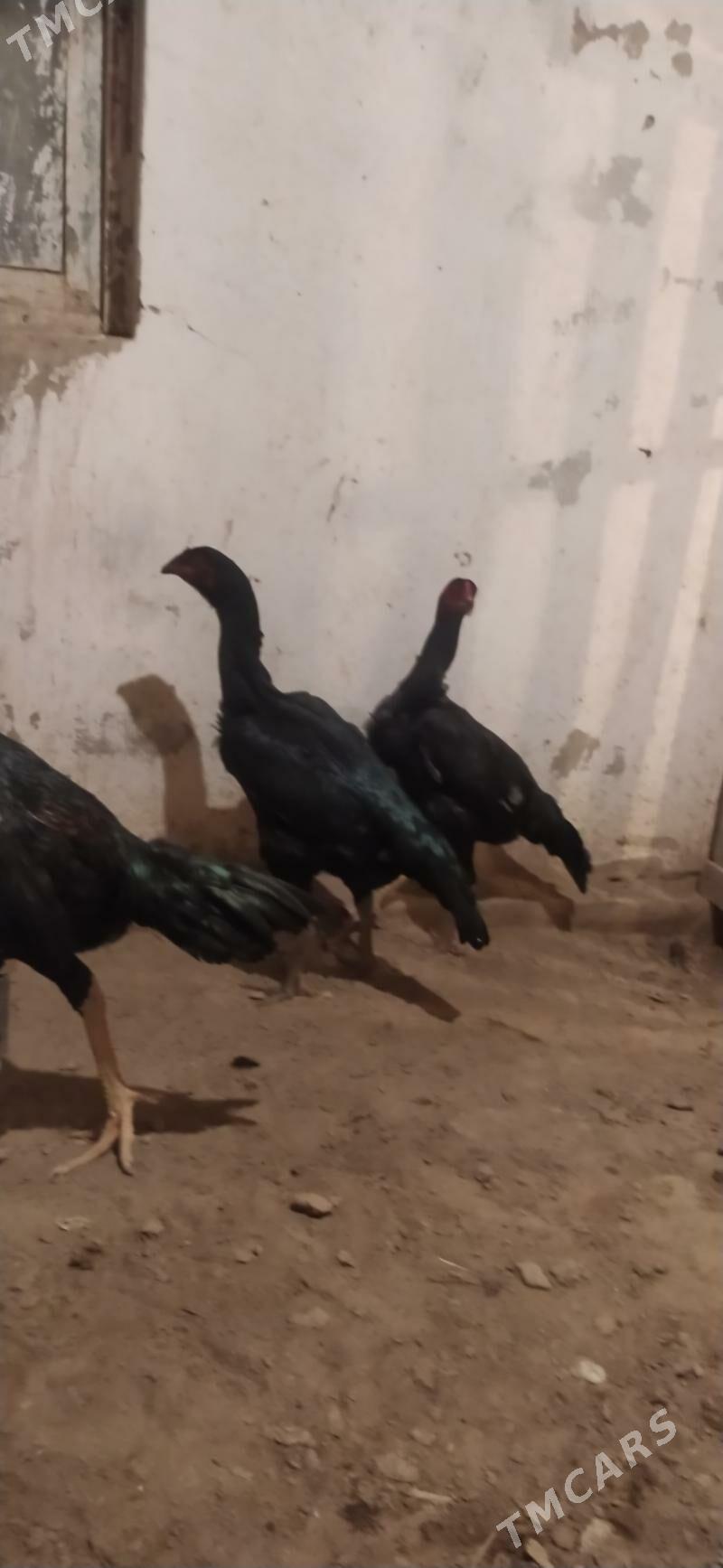 towyk - Daşoguz - img 2