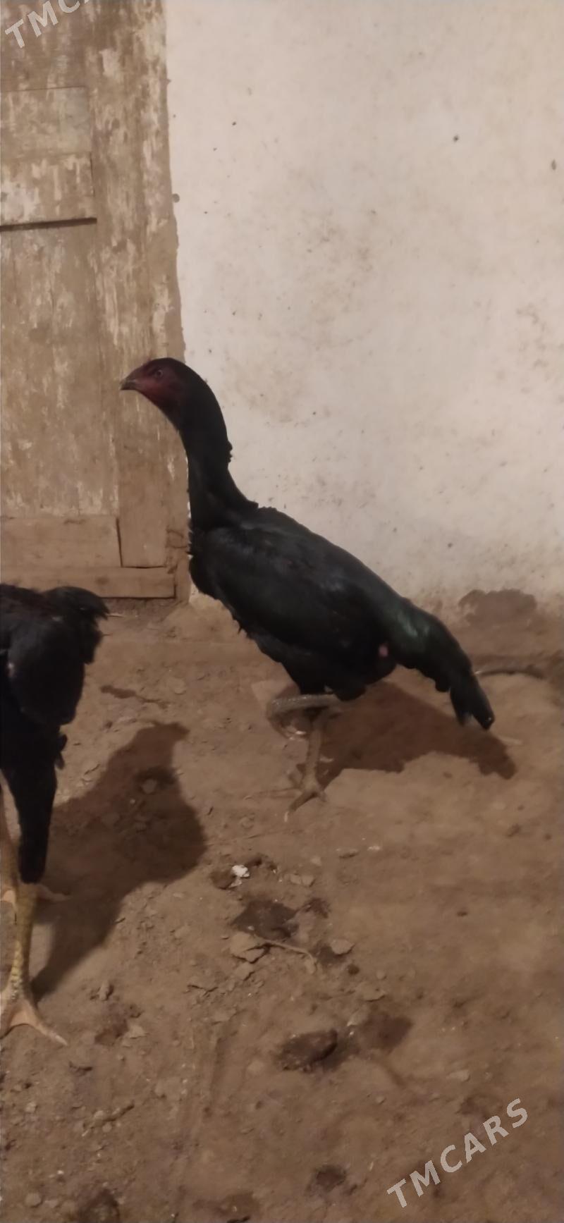 towyk - Daşoguz - img 6