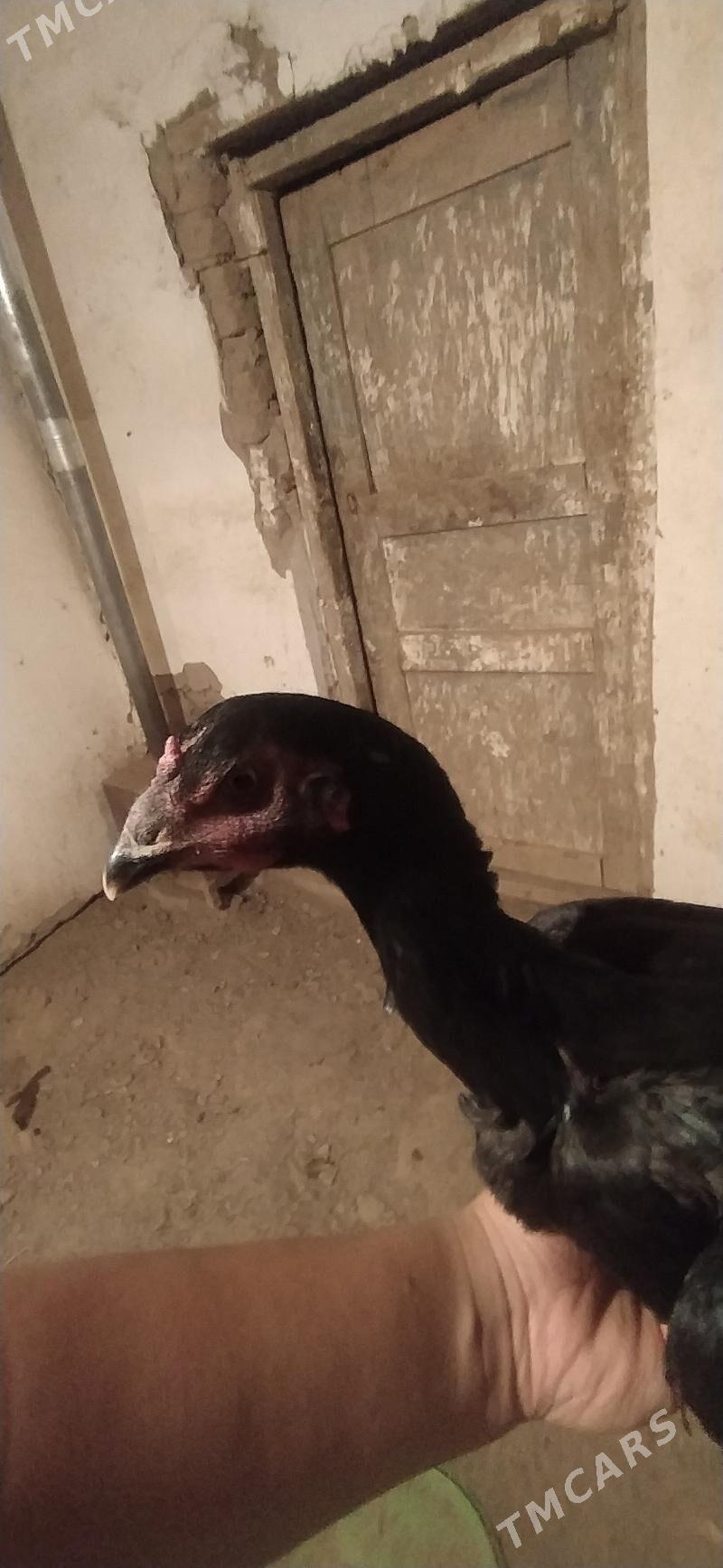 towyk - Daşoguz - img 5