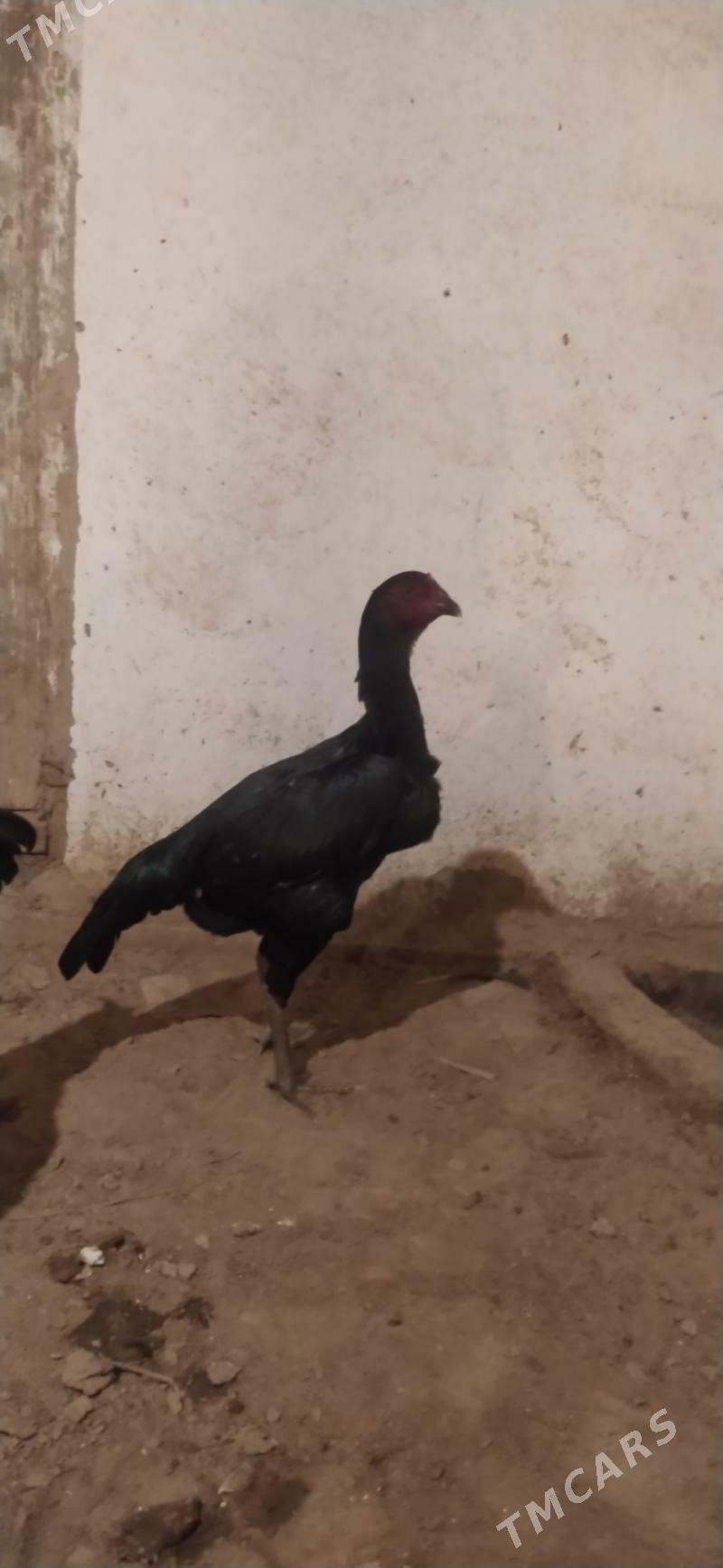 towyk - Daşoguz - img 3