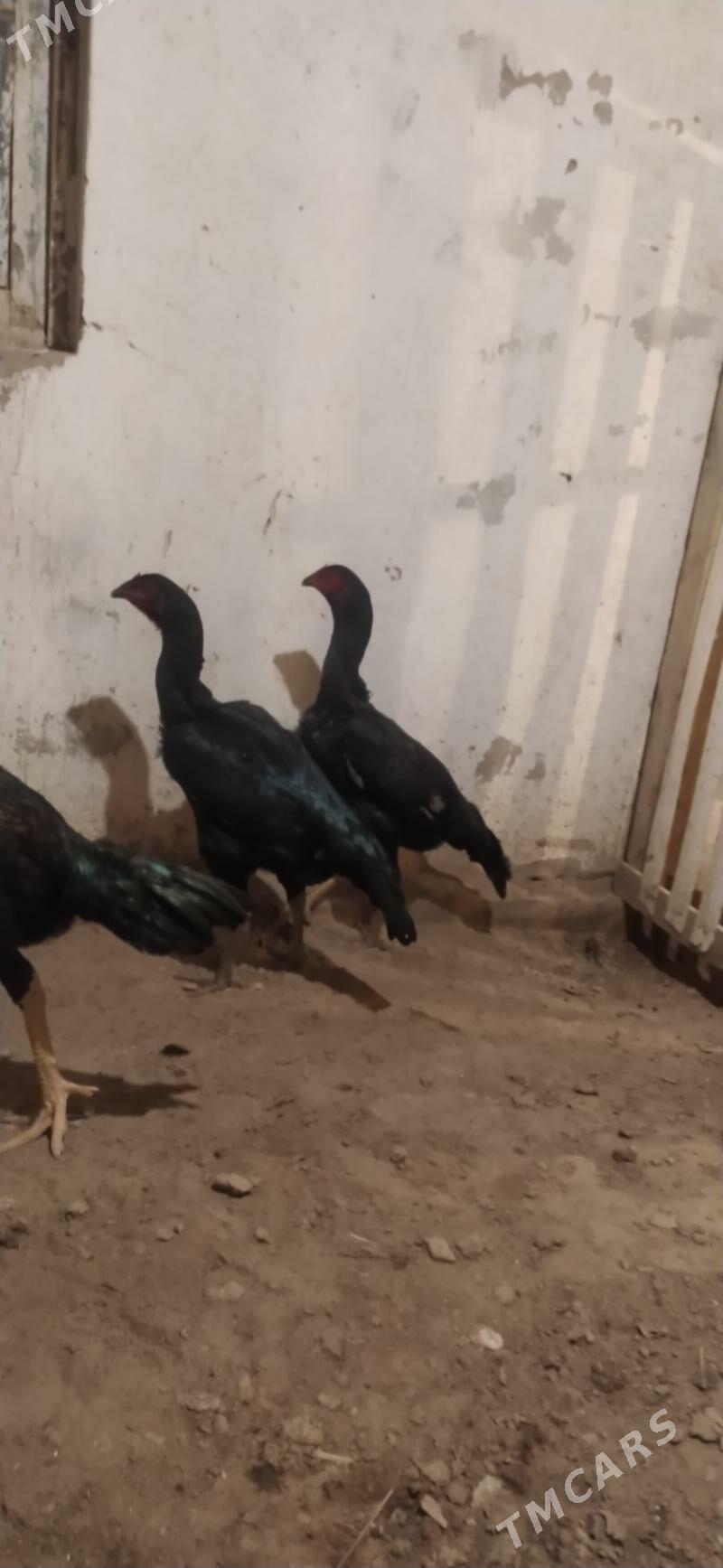 towyk - Daşoguz - img 1