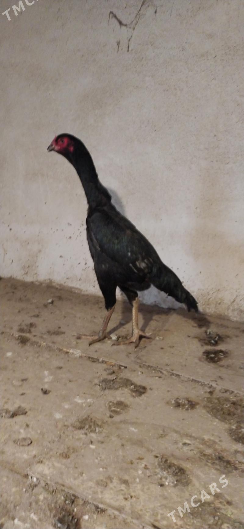 towyk - Daşoguz - img 8