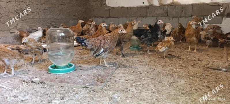 Jüýje - Багир - img 2