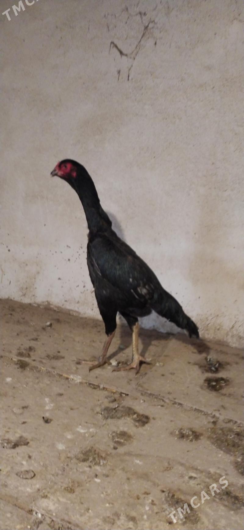 towyk - Daşoguz - img 4