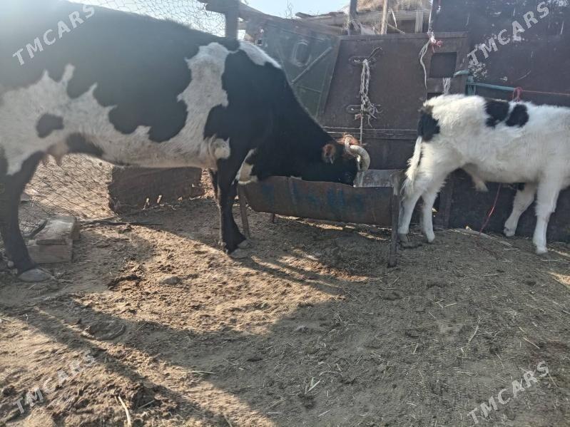 Таналы сыгыр - Джебел - img 3