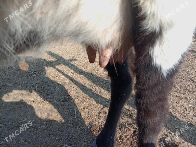 Таналы сыгыр - Джебел - img 2