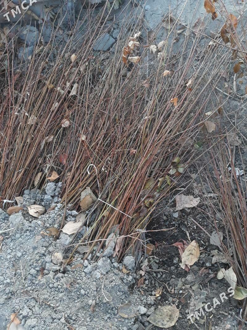 wişniya nahal - Saýat - img 3